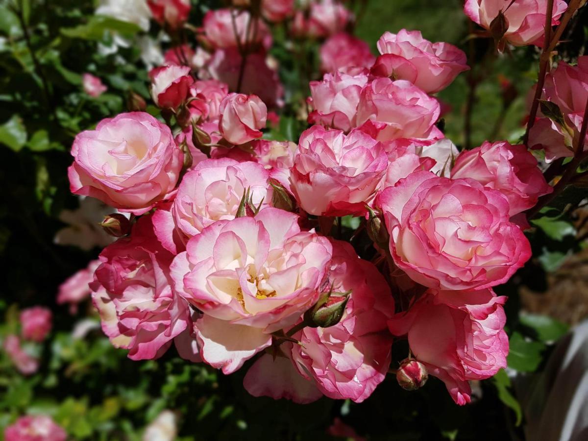 De Las Rosas Bariloche Exterior photo